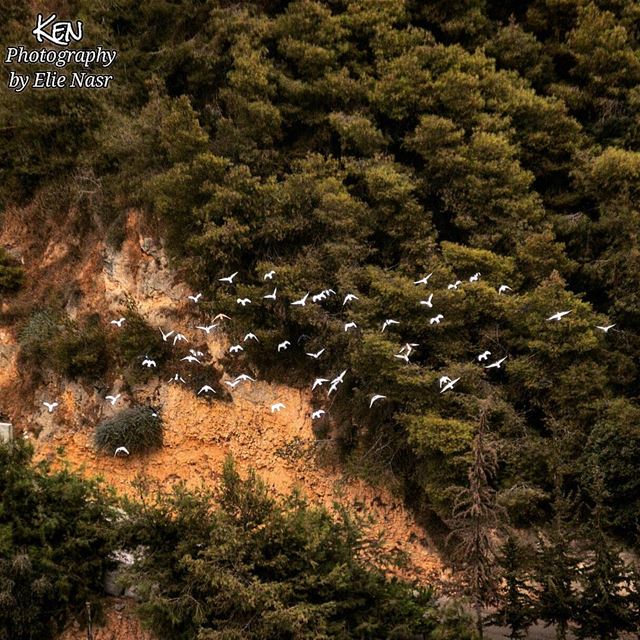 ...بميدان عينيكِ..تبني الحمائم بيتاًوتدخلُ - دون انتظار - علينا القصيدة... (Fanar, Mont-Liban, Lebanon)