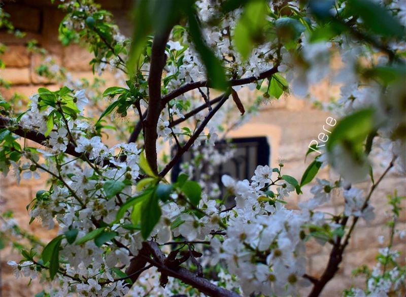 بنيت لك بيتاً و أخفيته خلف قضبان الشجر لتزهر براعمها و تفوح عبرها نسائم عبي (Basateen, Lebanon)