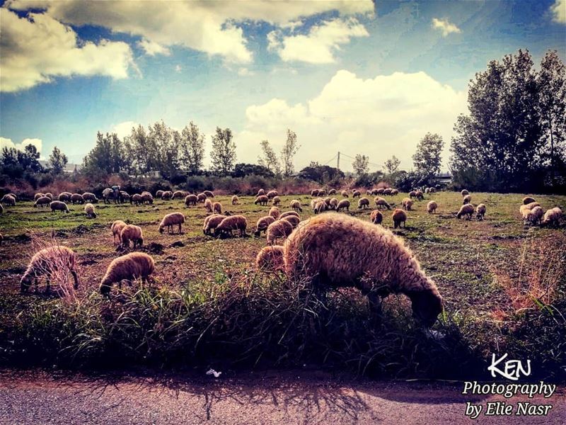 ...بيتي بالضيعه هادي وبكرا عالضيعه هادي اللي معوّد عالزواده ما بيشبع من (Halbah, Liban-Nord, Lebanon)