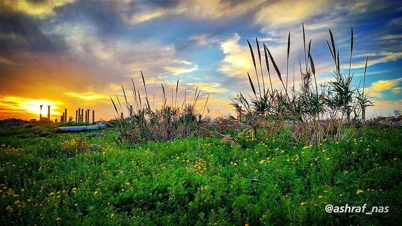 بيتي مثل ورقة احترقما عاد عندي أهل...شبهتك بهالسهلبقرص العسل عملوا ع مهل (Tyre, Lebanon)