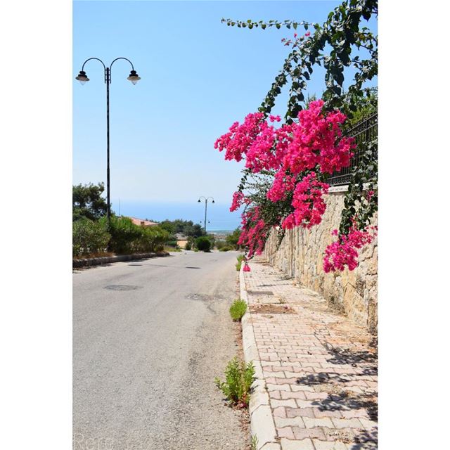 تتدلى أشواقنا خارج الفناء لتحوم على طرقاتكم...ريم 🌺 whatsupplebanon ... (Al-Mushrifah)