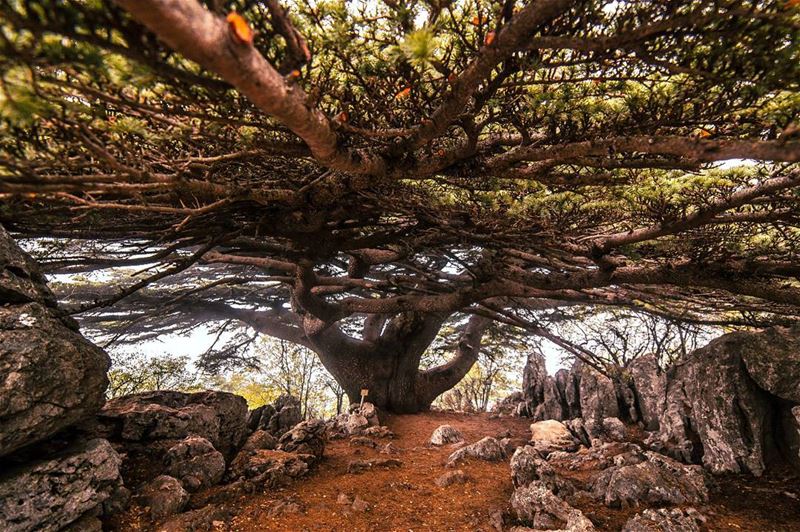 تحت ارزك يا لبنان 🌲..... landscape cedar cedars trees tree forest... (Arz el Maasser)