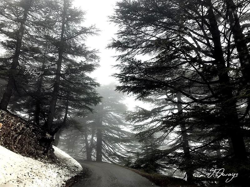 تحت ارزك يا لبنان حالف والله عيش وموت🌲 lebanese_nature  lebaneseview_ ... (Al Shouf Cedar Nature Reserve)