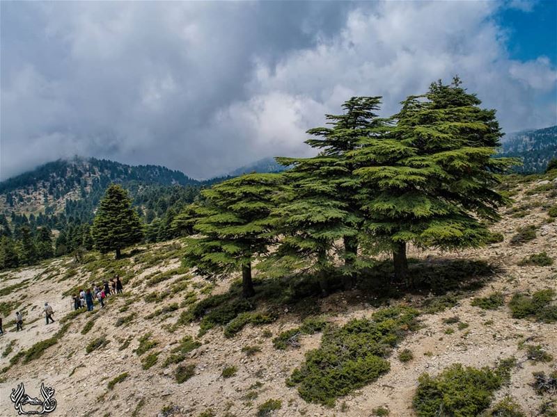 تحت الأرزات تمشيّنا ❤   Lebanon  GoPro  super_lebanon   LebanonShots ...