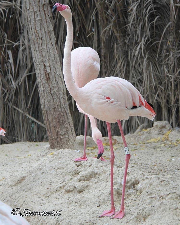  تصويري  عدستي  لبنان  بيروت  الامارات  الشارقة  دبي  العين  عمان  جدة  الا (Flamingo Billiards)
