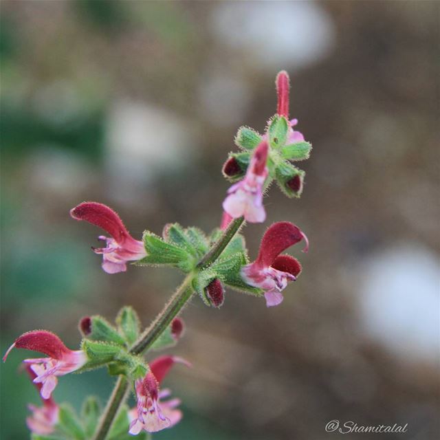  تصويري  عدستي  لبنان  بيروت  الامارات  الشارقة  دبي  العين  عمان  جدة  الا (أرز الباروك)