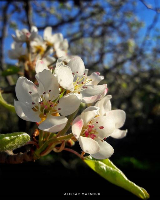 "تعلم فليس المرء يولد عالما." 💫💫💫💫💫💫💫💫💫💫💫💫💫💫 by_me  Alissar... (Bakhoun, Liban-Nord, Lebanon)