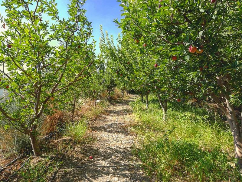 تعي نقعد بالفي...لو ملك خاص هالفي مافيشيمشلحدا (Akoura, Mont-Liban, Lebanon)