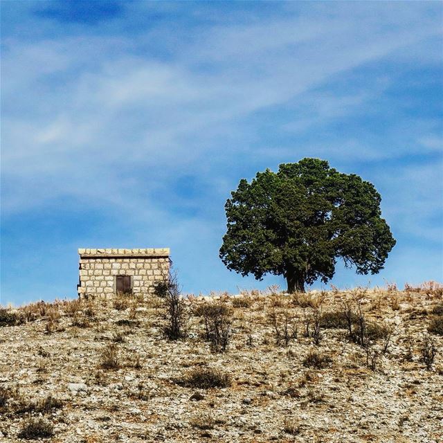 تغدّيني جبنة وزيتونة وتعشّيني بطاطا tree  house  hill  arid  mountain ... (Horsh Ehden)