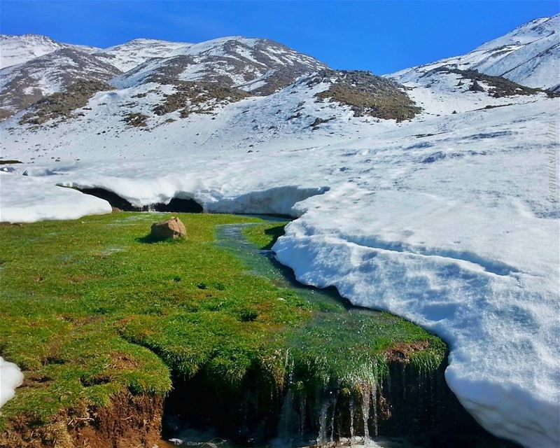 تقرب من أولئك الذين يحتفظون بربيع قلوبهم حتى اوقات العواصف👌📷  snow ... (Mount Hermon)