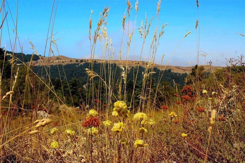 تنورين (📸 لبنان 24). . . Lebanon  summer  nature  tannourine   colors ...
