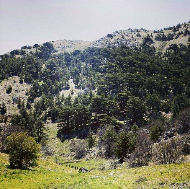 ...جايين يا ارز الجبل tb  hiking  hikers  lebanesehikers  baroukcedars ... (Barouk Cedar Forest)