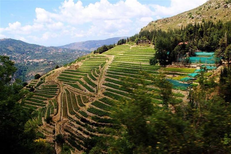 جبل نيحا (📸"لبنان 24") Lebanon  livelovelebanon   Lebanese  Nature ...