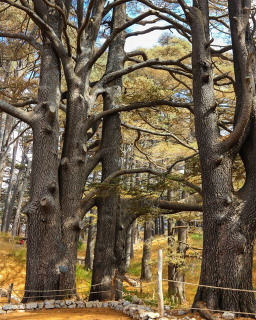 🌲جبين الأرزة ما بينطال🌲..... tree_captures  nature_worldwide_trees... (Cedars of God)