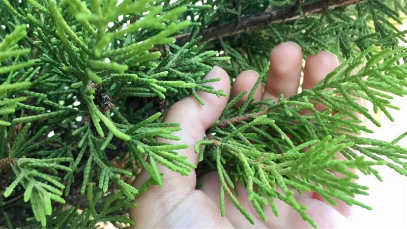 جذورها بالأرض و رأسها بالسماء. cedarsofgod  ارزة_لبنان  🌲 🌲🌲 (Cedars of God)