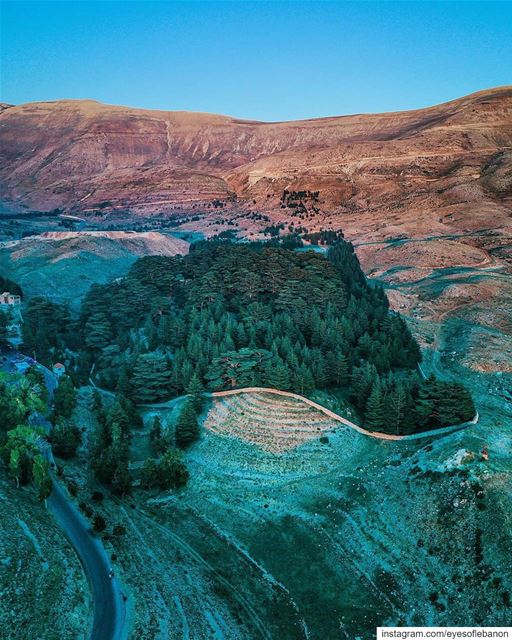 جذورها بالارض و راسها بالسماءGood morning from Cedars of GodCredits to @d (Bsharri, Lebanon)