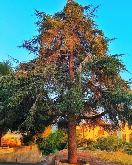 " جذورها في الأرض ورأسها في السماء..." whatsuplebanon insta_lebanon... (Bejjeh,lebanon)