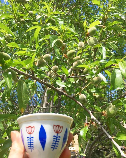 جعل المسافات تفنى،،، والقاك عندي... coffee  turkishcoffee ... (Zahlé, Lebanon)