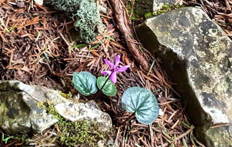  جمال_الطبيعة  تصويري  تأمل  ألوان_الطبيعة  شمال_لبنان  meditation ...