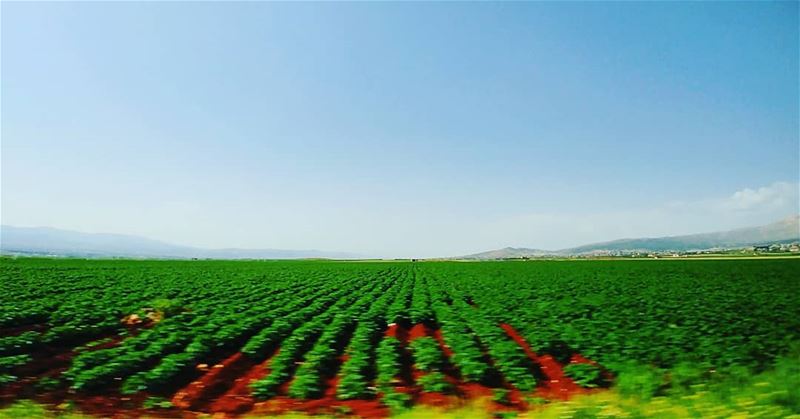 جنّات عَ مدّ النّظر :) 🌱🍀🌿... greenfields  landscape  bluesky  lg ... (Deir el Ahmar)