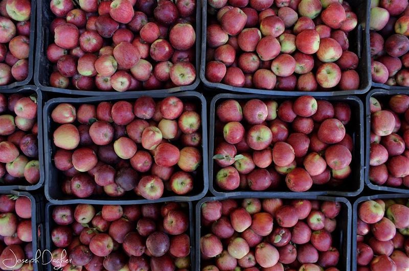 🍎حتى التفاح ب "اهدن" غير... (Ehdène, Liban-Nord, Lebanon)