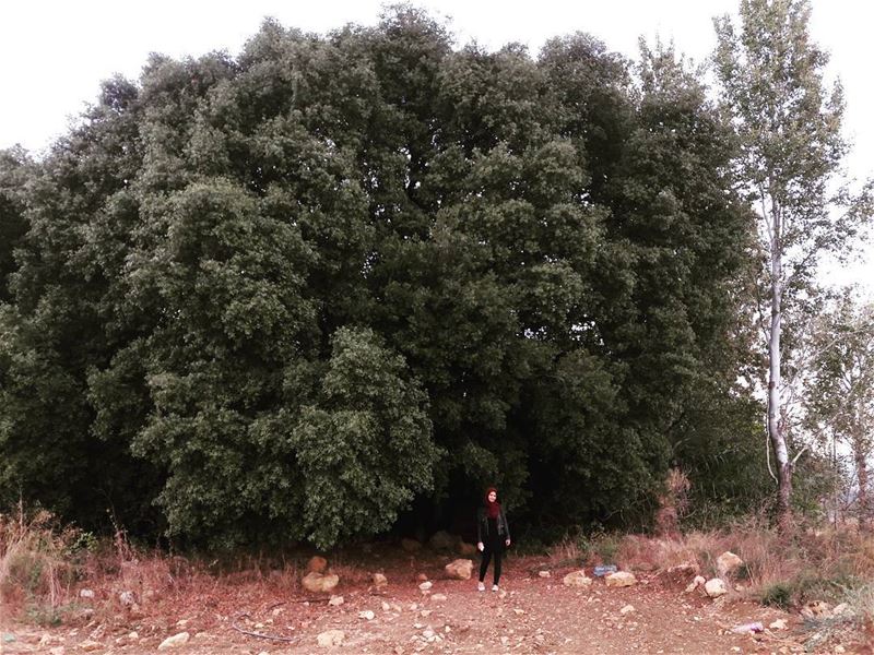 حد شجرة البلوط  oak  tree  tree  big  green  beautiful  automn  2017 ... (Al Khiyam, Al Janub, Lebanon)