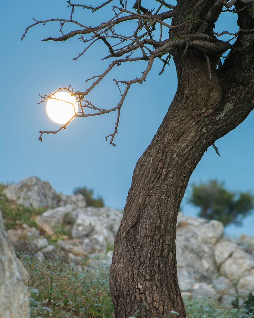 حصار قمر ... بين فكي شجرة 🌳🌝 moon  fullmoon  nature  tree  moonset ... (Hoûmîne El Faouqa, Al Janub, Lebanon)