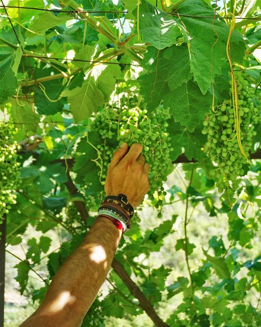  حصرم🍇  thesimplelife 😍  nature is the cure  bouyouti  livelovelebanon... (Bouyouti)