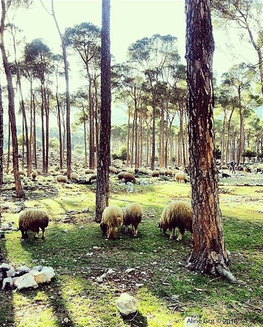 🐑🐑🐑😝 ..خواريف للبيع  throwback  livelovebekaa  ammiq  westbekaa ... (`Ammiq, Béqaa, Lebanon)