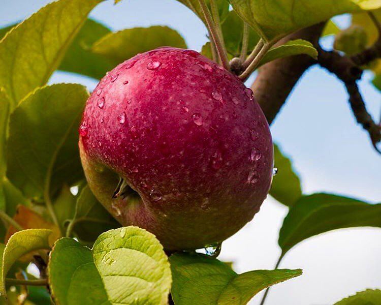  دعم_التفاح_اللبناني  redapple  fresh natureaddict  fruits  lebaneseapples... (Bsharri, Lebanon)