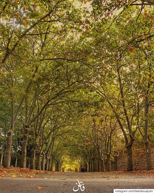 .ذات خريف...🍂🍃🍂🍃🍂👉Follow and Tag👈➡@instaamici➡@livelovebaakline... (Corniche Sawfar)