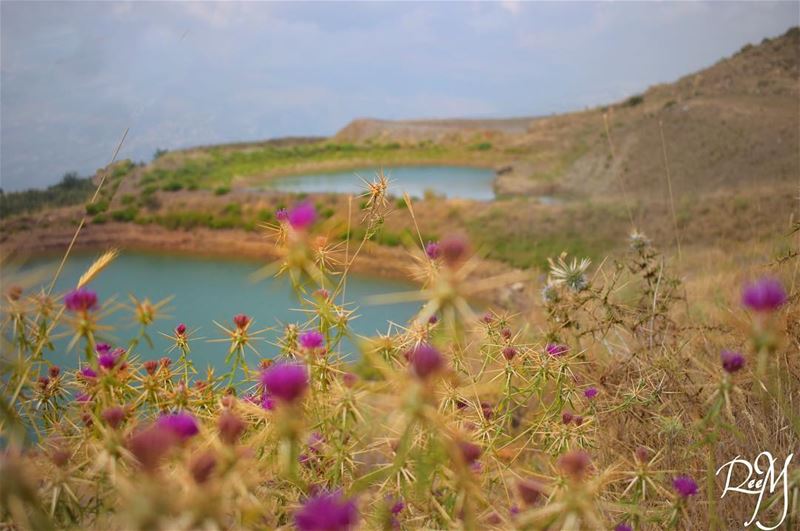 ذلك الغرق في بحر القهوة، في الحب، في التضحية، في الشوك، في المغامرات، في ال (Falougha, Mont-Liban, Lebanon)