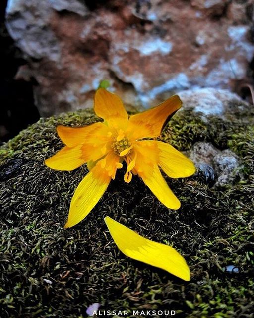 " ذو العقل يشقى في النعيم بعقلهو أخو الجهالة في الشقاوة ينعم. " 💫💫💫💫💫 (Bakhoun, Liban-Nord, Lebanon)