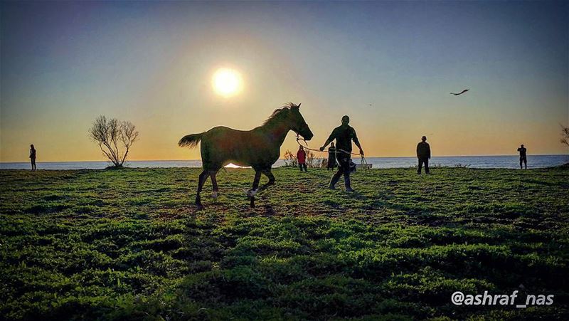 رايتك منصوبة والدهب ميزانكعملني لعوبة وحملني عَ حصانك...وبالساحة الكبيرة... (Tyre, Lebanon)