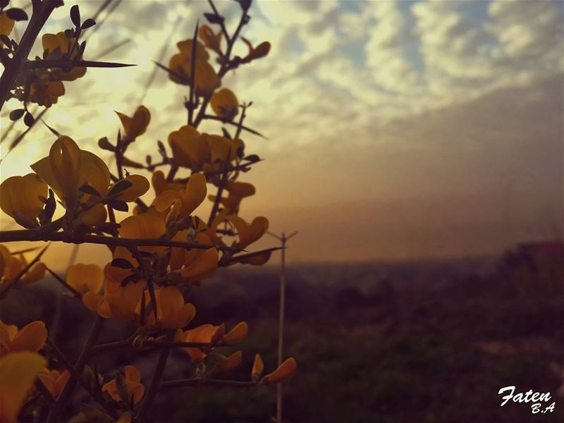 .رحلتي فيكَ جمود... كيف ؟؟ وأنتَ  المسافرُ في دمي... (Baisour, Mont-Liban, Lebanon)