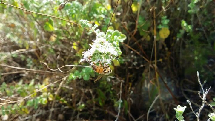 زعتر و ... نحل  bee  zaatar  nature  lebanon  southlebanon ...