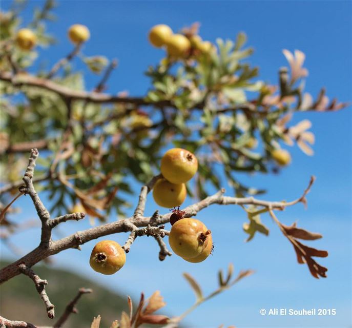  زعرور 😍  yellow  fruit  hawthorn  nature  tree  healthy  lebanese ... (Kefraya Bekaa)