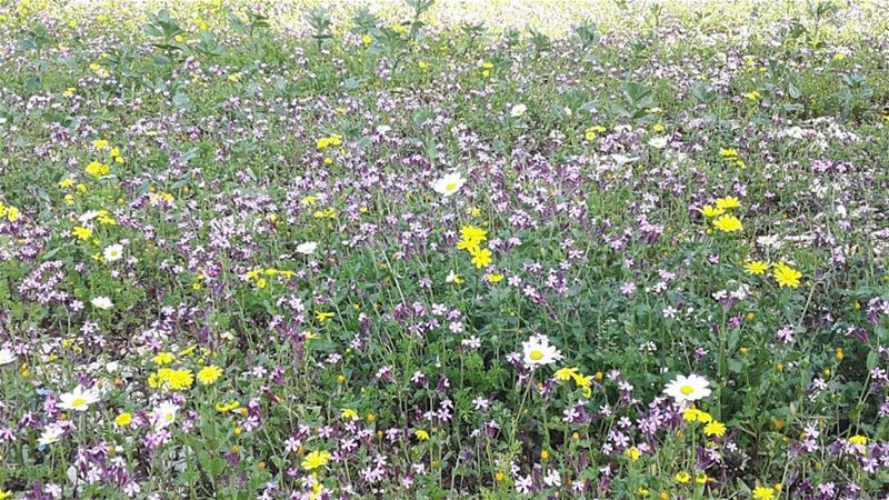 زهر الربيع lebanon  spring  nature  flowers  colors  rose  green  sunny ...