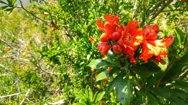 زهر الرّمـان 🌺Pomegranate blossom🌺...... lebanon  lebanon_hdr ...