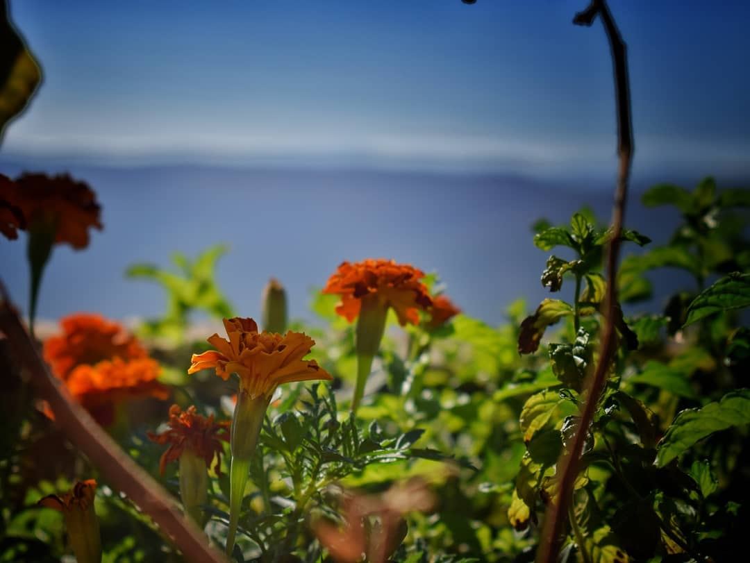 زهرة واحدة قد تكون حديقة،، وصديق واحد يكون العالم 👌  lebanon  photography...