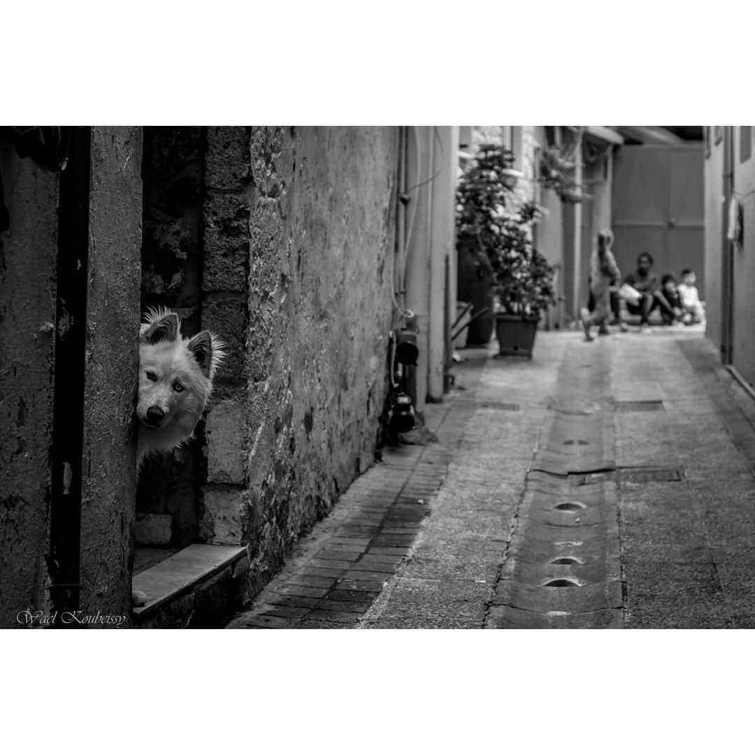 زواريب صور tyre  lebanon  dog  urban  pet  street  streetphoto ... (Tyre, Lebanon)