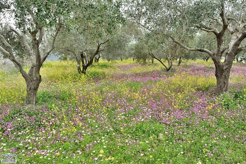 سجادة الربيع ... حومين_الفوقا : 22-03-2017 spring  flowers  nature ...