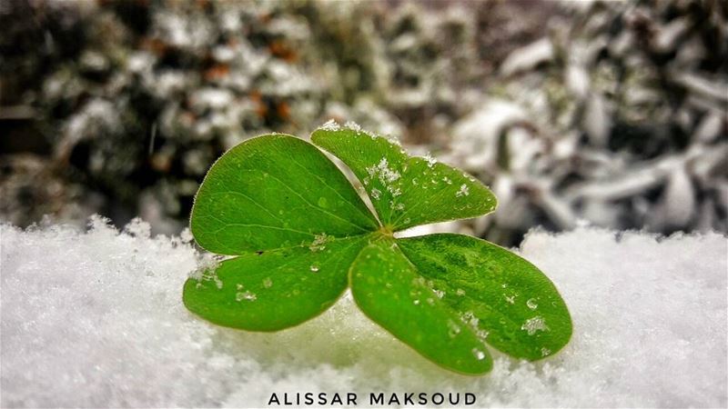 "سر على قدميك في اتجاه من أعطاك القدمين ، و انظر إليه بكلتا عينيك فهو من (Bakhoun, Liban-Nord, Lebanon)