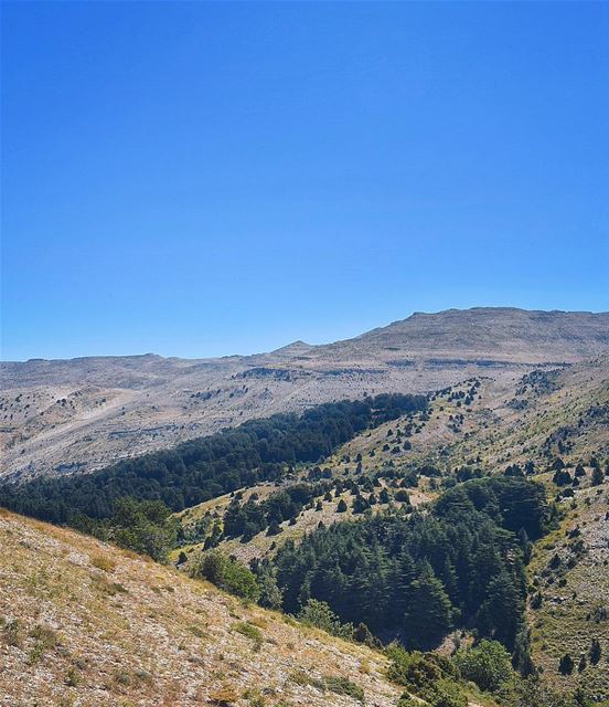 شامخ مثل أرز إهدن جيشنا حامينا بكل الأزماندم الشهداء صلاة كلها بطولة وإيم (Horsh Ehden Nature Reserve)