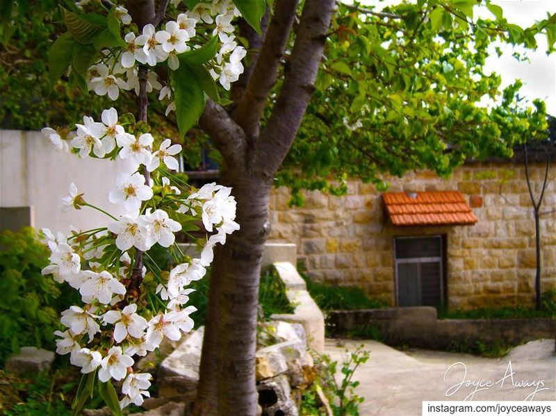 🏡 شباكي بعدو مفتوح والبردايه عم بتلوح lebanesehouse  oldlebanesehouse ... (Chemlane, Mont-Liban, Lebanon)