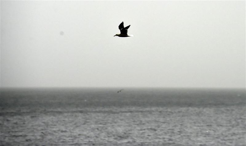  شتاء آذار..  لبنان  Lebanon  Beirut  picoftheday  winter  sea  bird ...