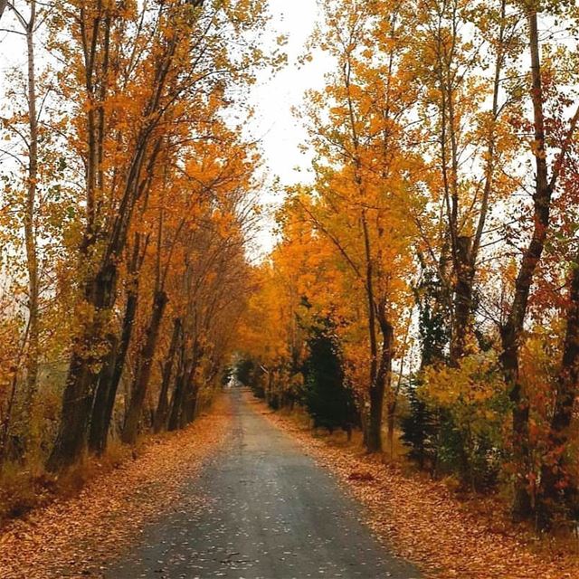 شو بيشبهك تشرين ... goldennature  gorgeousautumn  coloroffall ... (El Laklouk, Mont-Liban, Lebanon)