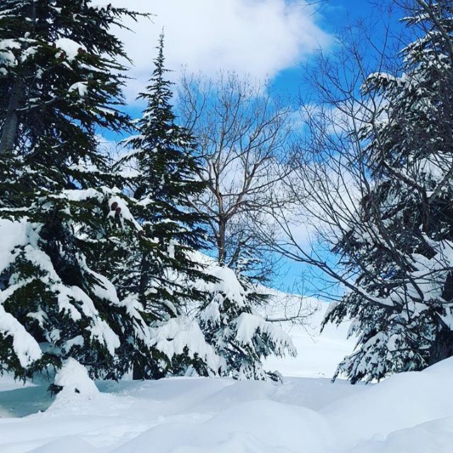 شوف حالك بلبنان cedruslibani  cedars  livelovekesserwan  livelovelebanon...