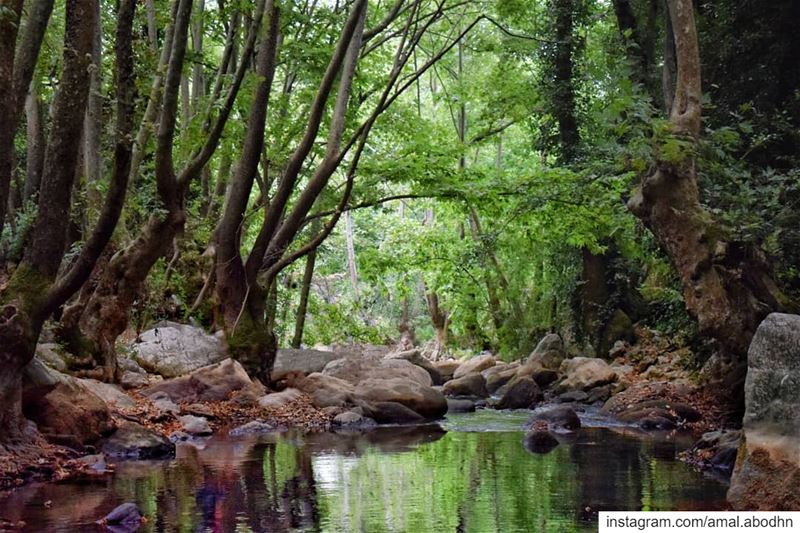 شوية ورق أخضر .. ..... lebanon  photography  photographylovers ... (Somewhereinlebanon)