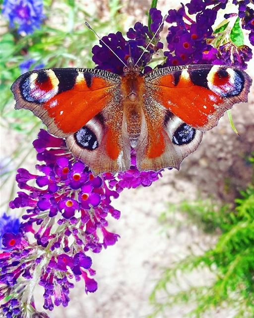صباح الجمال  من  عربصاليم ❤ butterfly  flower  nature ...